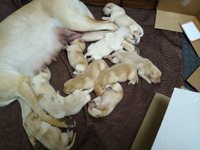 Yellow Lab Puppies born 11/25/2019