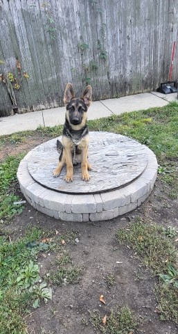 German Shepherd puppies