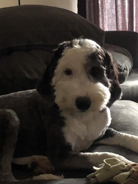 Old English Sheepdog Puppies