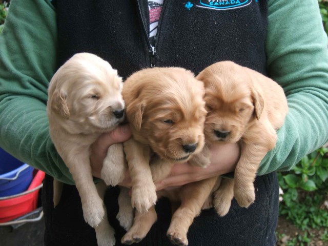 Golden Retriever puppy dog for sale in Arlington, Washington