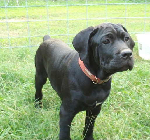 Cane Corso puppy for sale + 65025