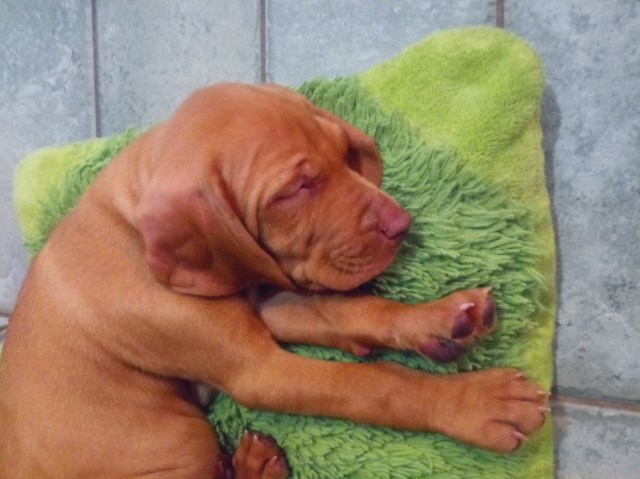 Vizsla puppy dog for sale in Fremont, Michigan