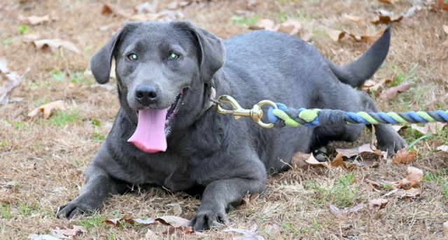 AKC Charcoal Female Labrador Retriever for Adoption