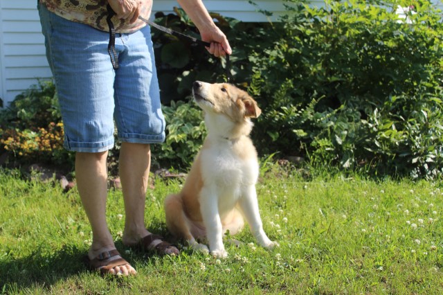Collie puppy dog for sale in Stanley, Wisconsin