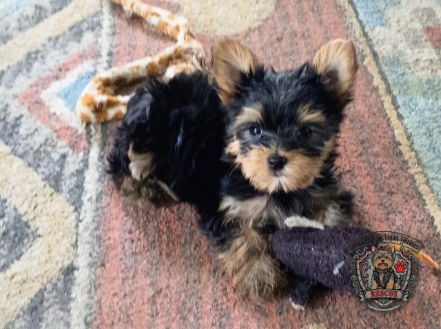 Yorkshire Terrier puppy for sale + 67254