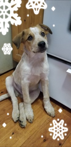 Red Male heeler puppy