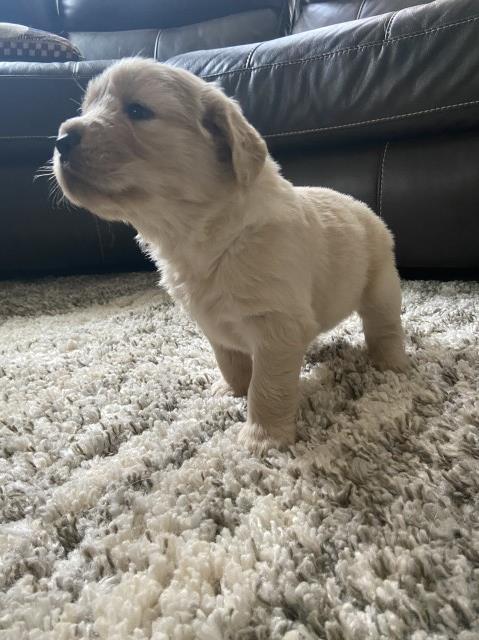 Golden Retriever puppy for sale + 62714