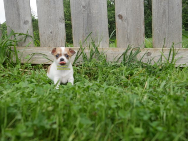 Chihuahua puppy for sale + 61981
