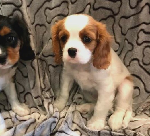 Cavalier King Charles Spaniel puppy dog for sale in Clyde