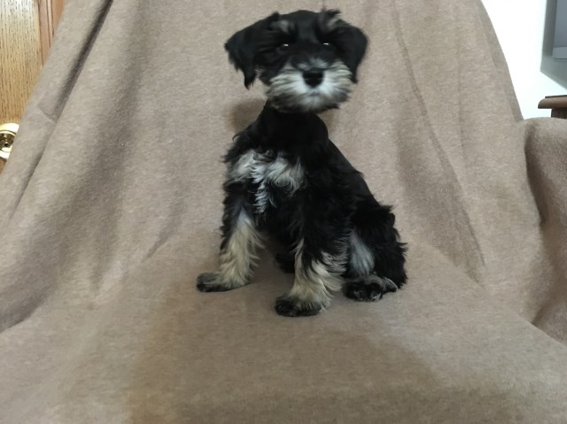 Miniature Schnauzer puppy for sale + 53240