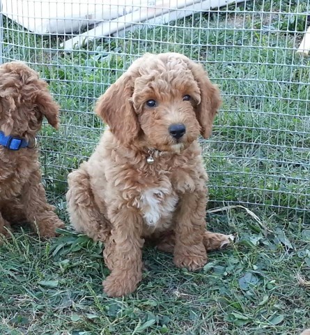 Meet our Mini Golden doodle Puppies, AKA "Sparkle/ Zoe".