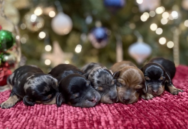 Dachshund puppy for sale + 64274