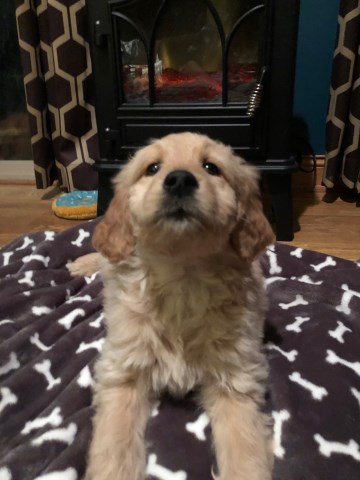 Goldendoodle puppy for sale + 60028