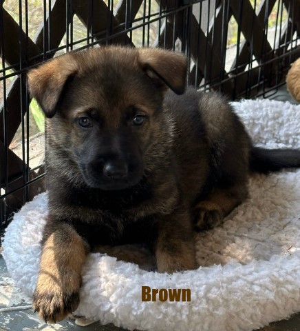 AKC Dark Sable Male German Shepherd