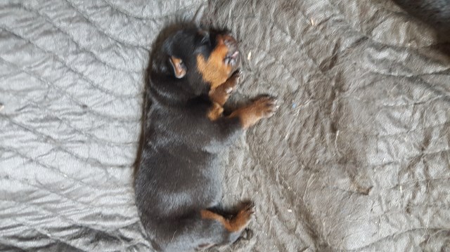 View Free Puppies Lancaster Ohio Collection