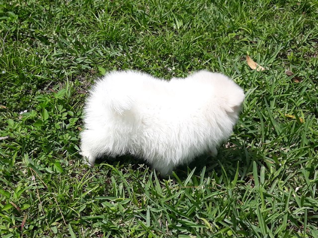 Pomeranian puppy for sale + 67102