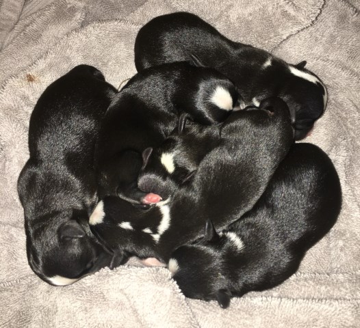 Litter of Puppies