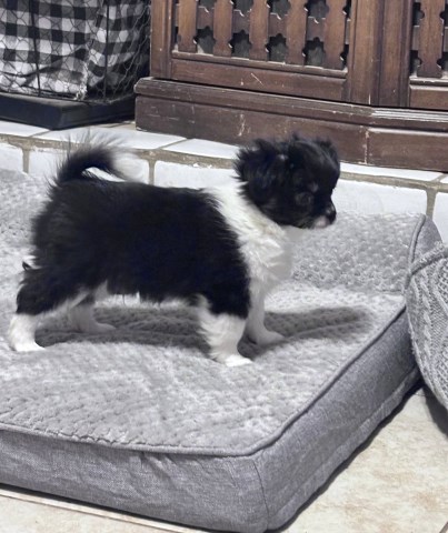 Chihuahua puppy for sale + 66561