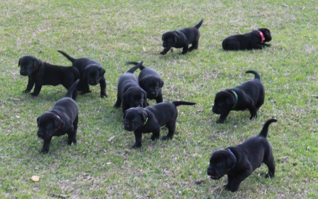 56 Best Images Free Labrador Puppies In Coimbatore - black labrador puppies by Truebred | Black Labrador ...