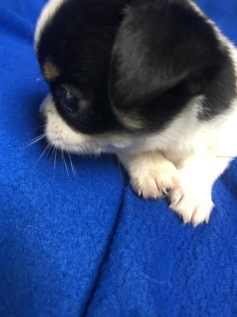 Chihuahua puppy for sale + 60776