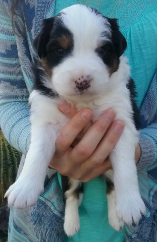Australian Shepherd Dog puppy for sale + 54674
