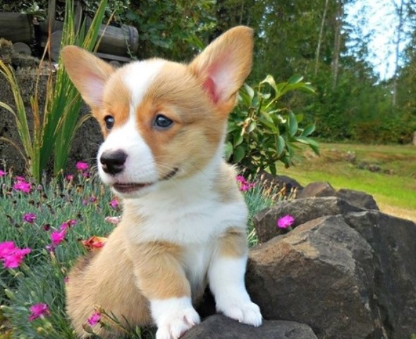 Pembroke Corgi puppies for sale