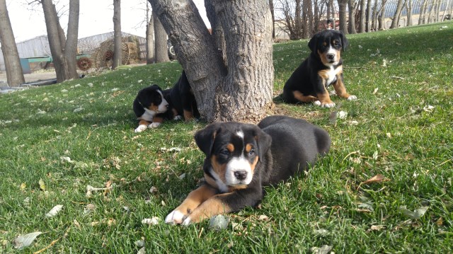Greater Swiss Mountain Dog puppy for sale + 50568
