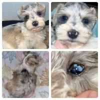 CKC Parti Merle Blue eye Male Miniature Schnauzer for sale/adoption