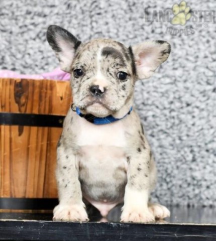 Lance- Frenchton Puppy
