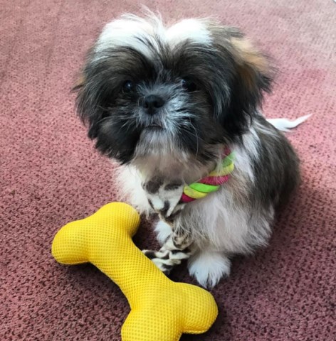 Shih Tzu puppy for sale + 49340