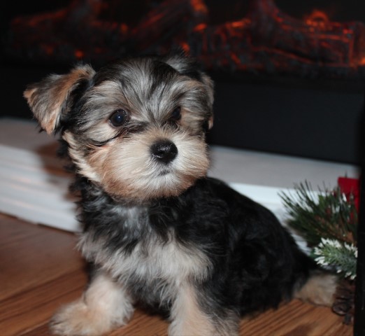Yorkshire Terrier puppy for sale + 61276