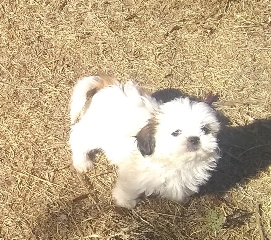 Shih Tzu Puppies   Female and Male  Xmas Specials