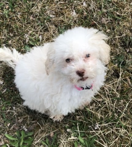 Tiny Goldendoodle near Pittsburgh, PA - Very Loving!!!