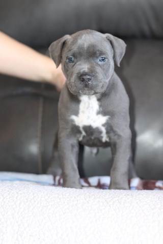 American Pit Bull Terrier puppy for sale + 59101