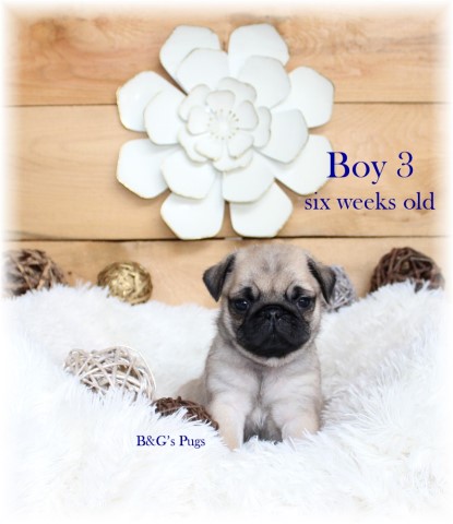 Male Pug Puppies