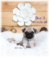 Male Pug Puppies Pug for sale/adoption