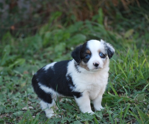 Adorable Toy Australian Shepherd puppies!