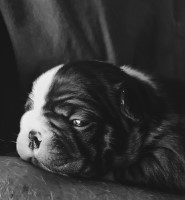 AKC Show Quality Boston Terrier Boston Terrier for sale/adoption