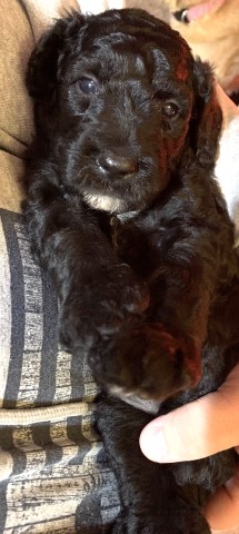 Goldendoodle puppy for sale + 61372