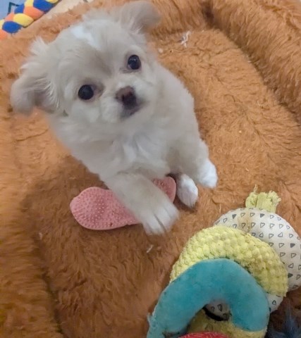 Chihuahua puppy for sale + 67111