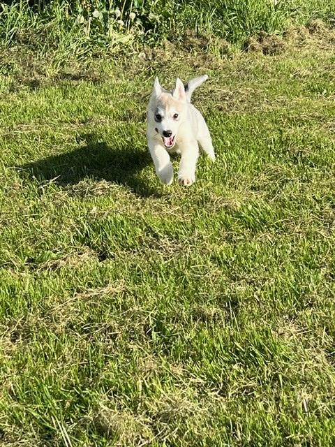 Siberian Husky puppy for sale + 65958