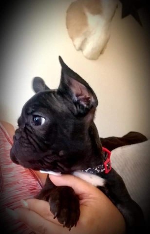 French Bulldog puppy for sale + 53712