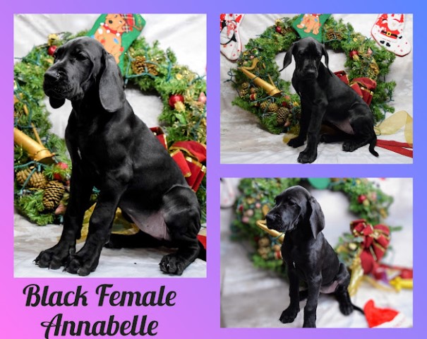 Annabelle Great dane