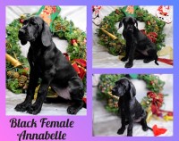 Annabelle Great dane Great Dane for sale/adoption