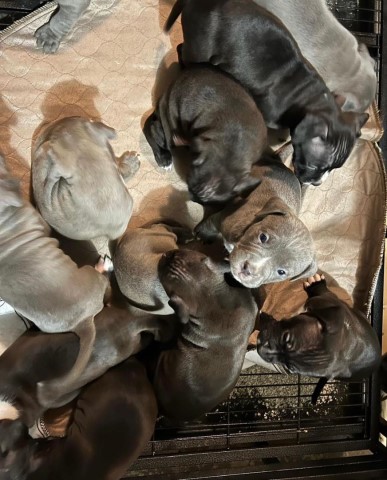 American Bulldog puppy for sale + 64734