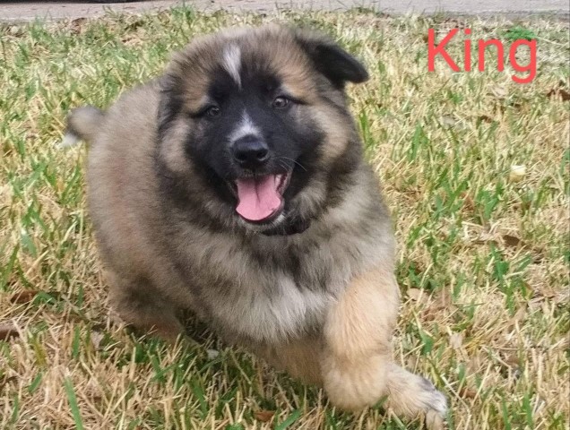King- German Sheperd Puppy $150