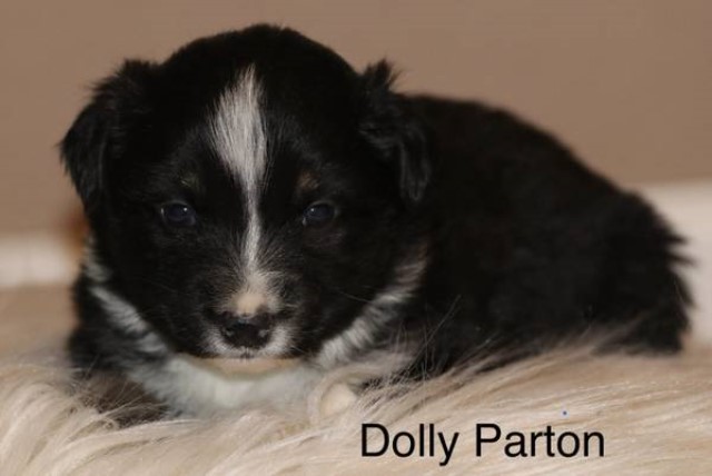 Dolly Parton Female Black Tri Australian shepherd puppy