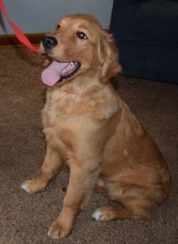 AKC Red Golden Retriever male puppy 4 months old NW Ohio