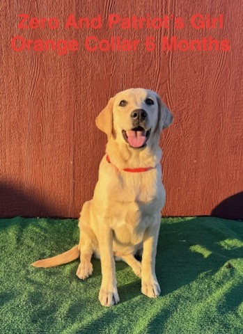 AKC Champagne Female Lab Puppies