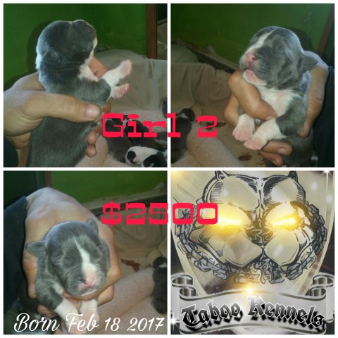 American Pit Bull Terrier puppy for sale + 48350